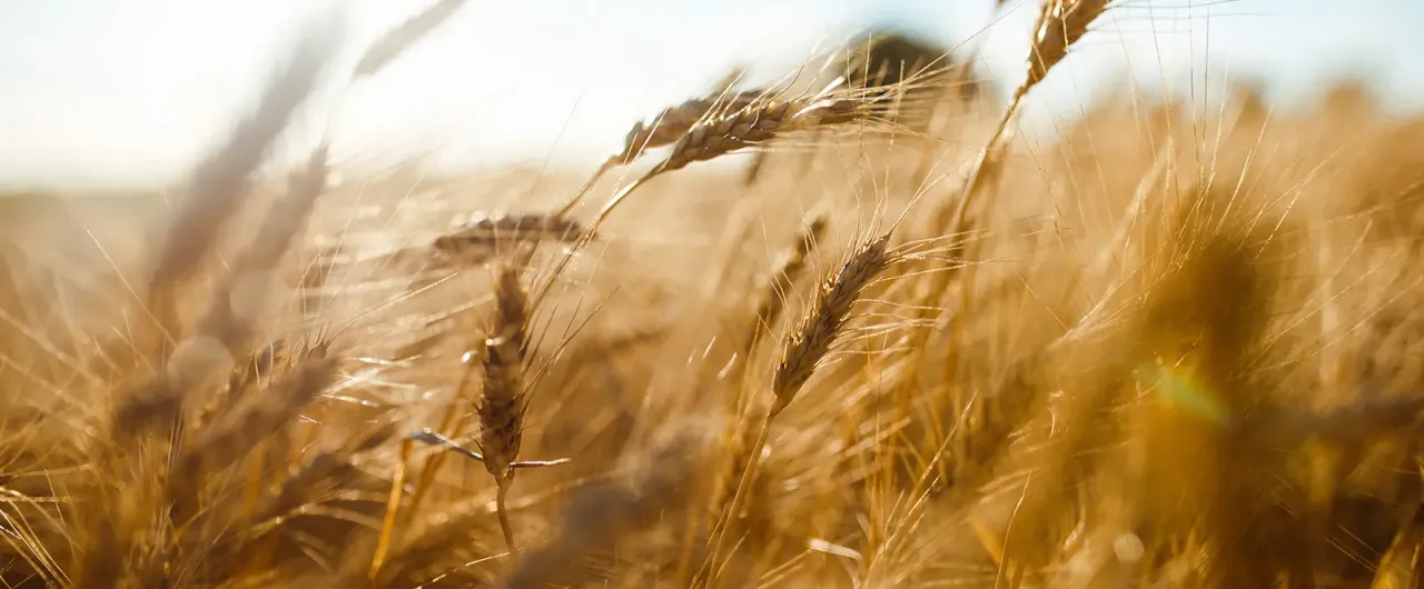 Agriculture and food security