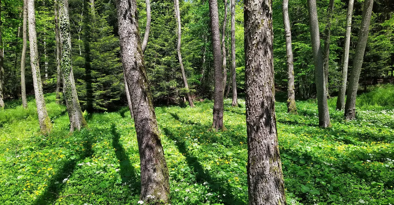 Forestry and biodiversity