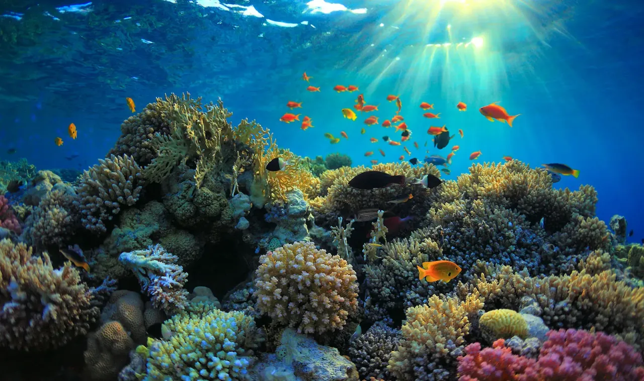 Supporting the Protection of Coral Reefs
