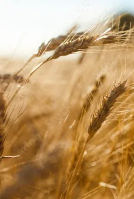 Agriculture and Food Security