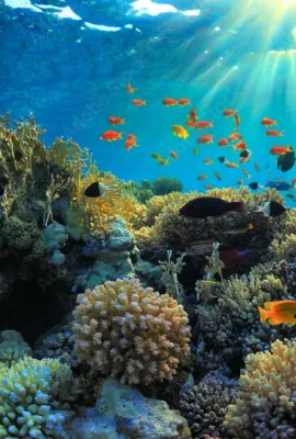 Coral Reefs