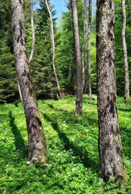 Forestry and Biodiversity