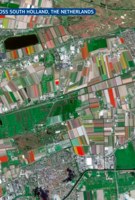 Tulips in full bloom across South Holland, the Netherlands