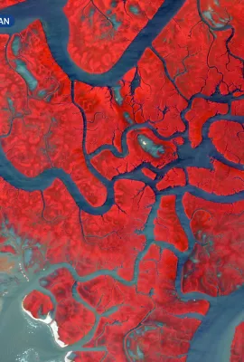 Indus mangroves