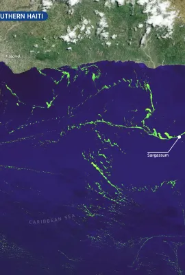 Sargassum