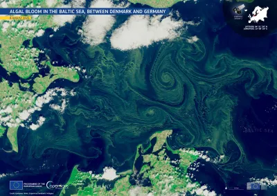 Satellite image of the Baltic Sea between Denmark and Germany on 8 August 2026, showing extensive green algal blooms swirling in large spiral patterns across the dark blue water. Clouds partially cover the surrounding coastlines, with Denmark visible to the northwest and Germany to the south.