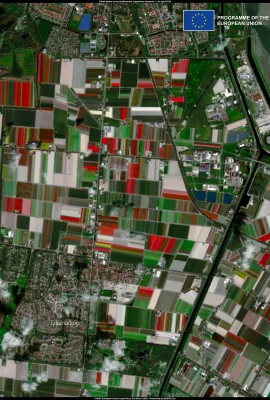 Tulips bloom in the Netherlands