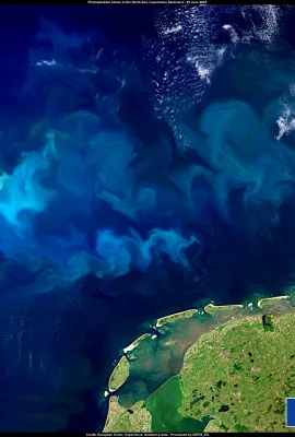 Phytoplankton blooms in the North Sea