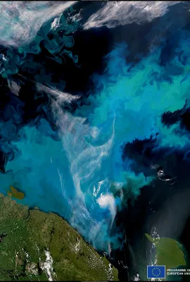Large phytoplankton bloom in the Barents Sea