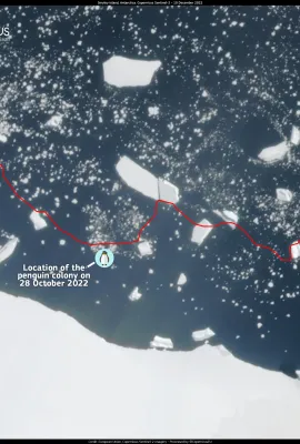 The absence of sea ice has led to the deaths of thousands of penguins in Antarctica