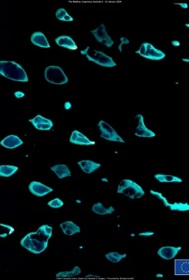 Three new levels of coral bleaching alert in the United States