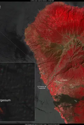 Sargassum along the coast of La Palma