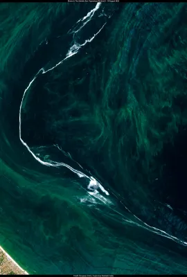 Phytoplankton bloom in the northern Adriatic Sea