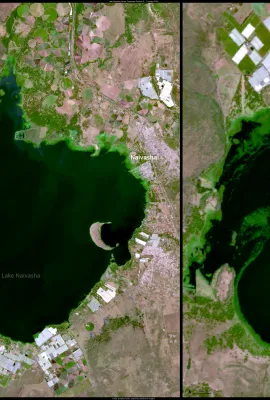 Water hyacinth plagues Lake Naivasha in Kenya