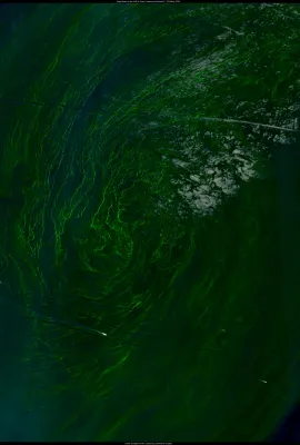 Algal bloom in the Gulf of Oman