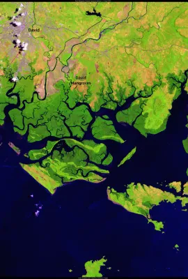 David mangroves, Panama