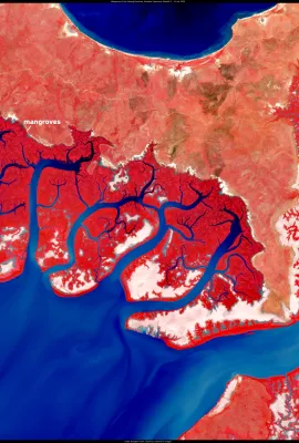 Mangroves on the Cobourg Peninsula in northern Australia