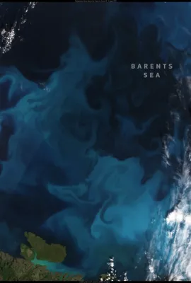 Phytoplankton bloom in the Barents Sea