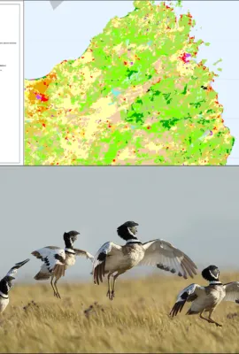 OBSERVER: The State of European Birds and Conservation Efforts: Leveraging Space-based Monitoring for Ecosystem Health
