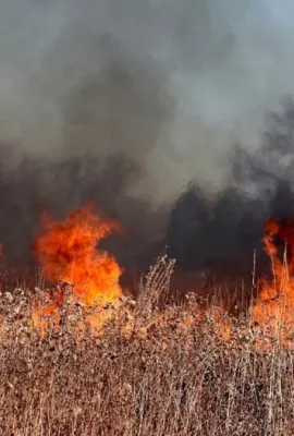 OBSERVER: Global Wildfire Watch: Copernicus EMS and CAMS Monitor Wildfires in 2023