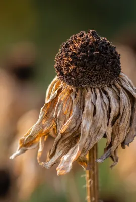 OBSERVER: What impact does drought have on vegetation, and how does Copernicus help?