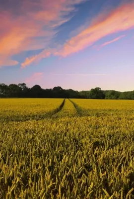 OBSERVER: Evapotranspiration in the spotlight: how Copernicus helps