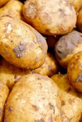 OBSERVER; Farming into the future— Supporting food security and Europe’s potato industry from space