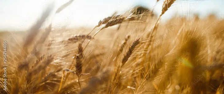 Agriculture and Food Security