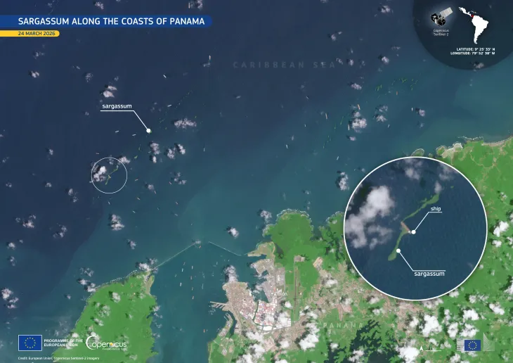 Sargassum along the coasts of Panama