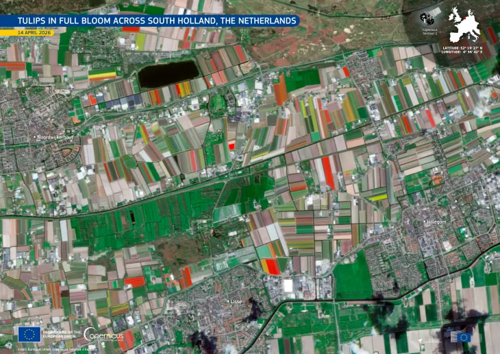 Tulips in full bloom across South Holland, the Netherlands