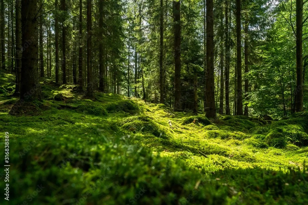 EU Space in forestry and biodiversity