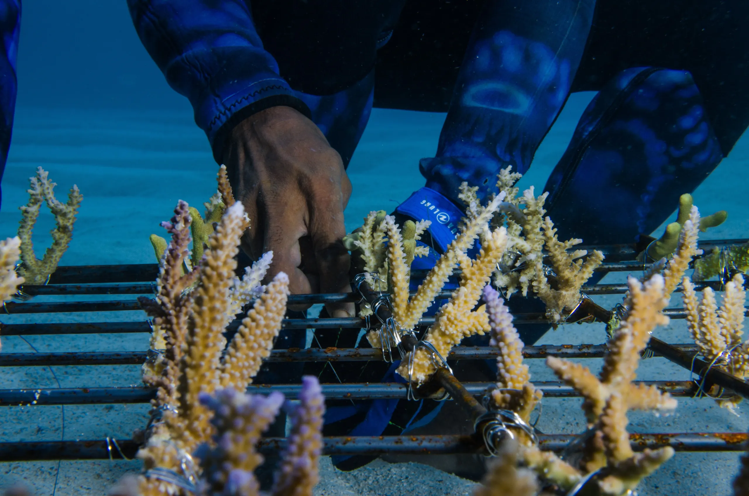 Man working on corals underwater