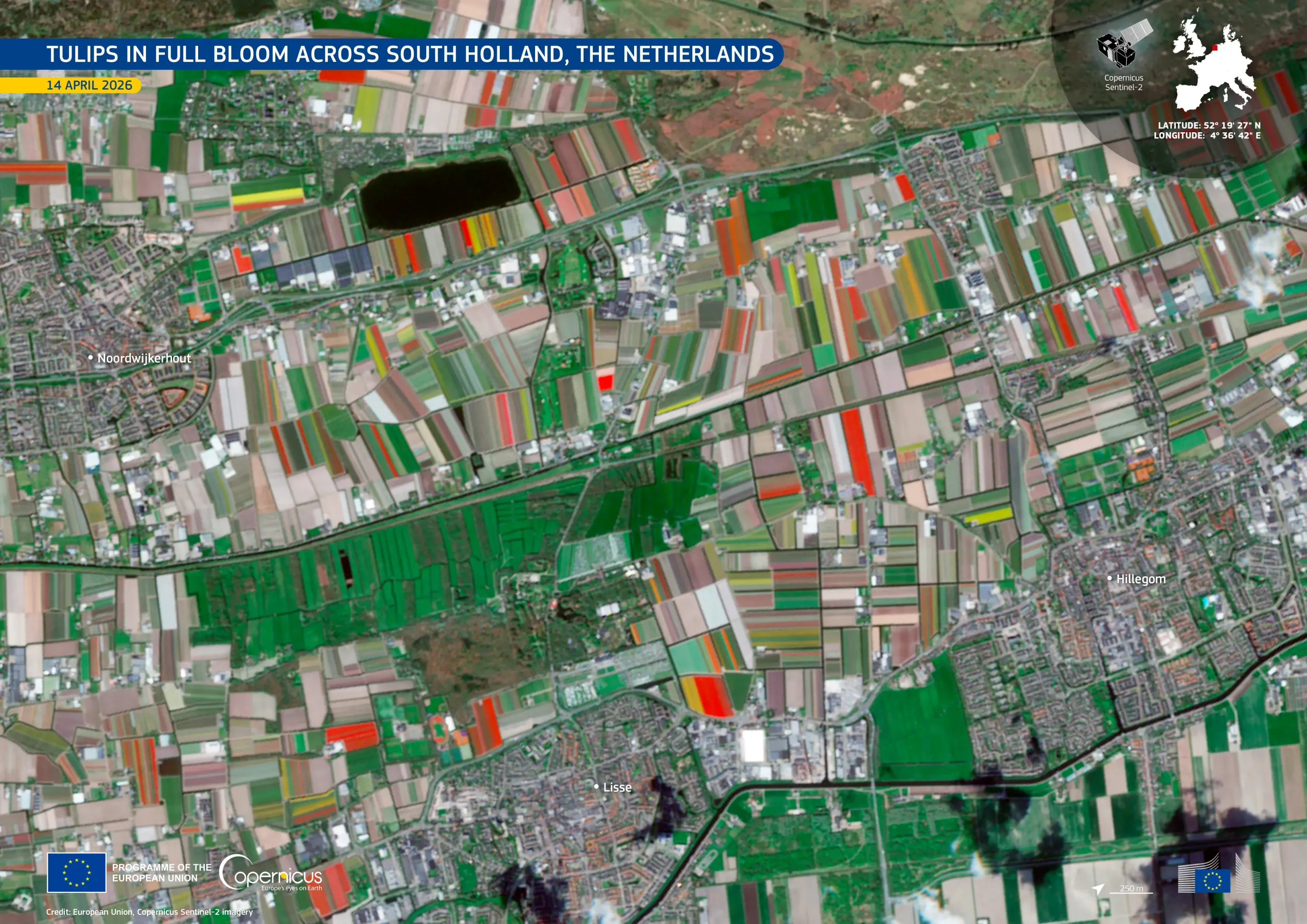 Tulips in full bloom across South Holland, the Netherlands