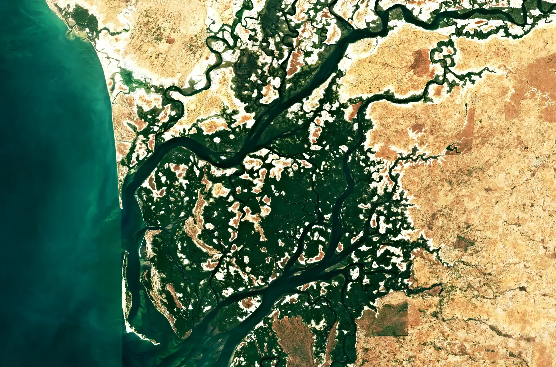 Satellite image of the Saloum Delta in Senegal, showing a branching network of tidal channels winding through dark green mangrove forest, with pale sandbanks and dry brown land to the east and sediment-rich green coastal water to the west.
