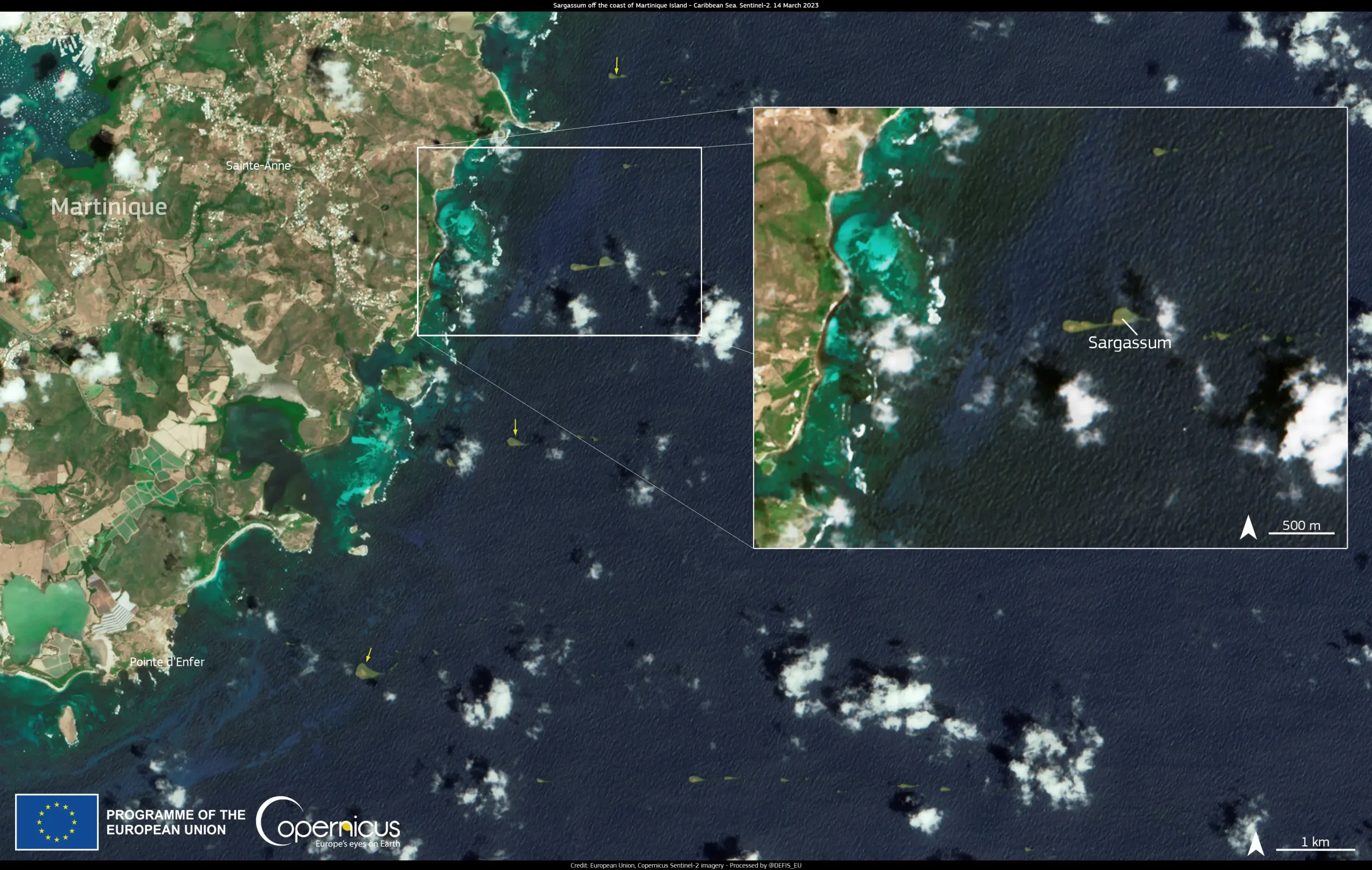 Massive sargassum bloom in the Atlantic Ocean