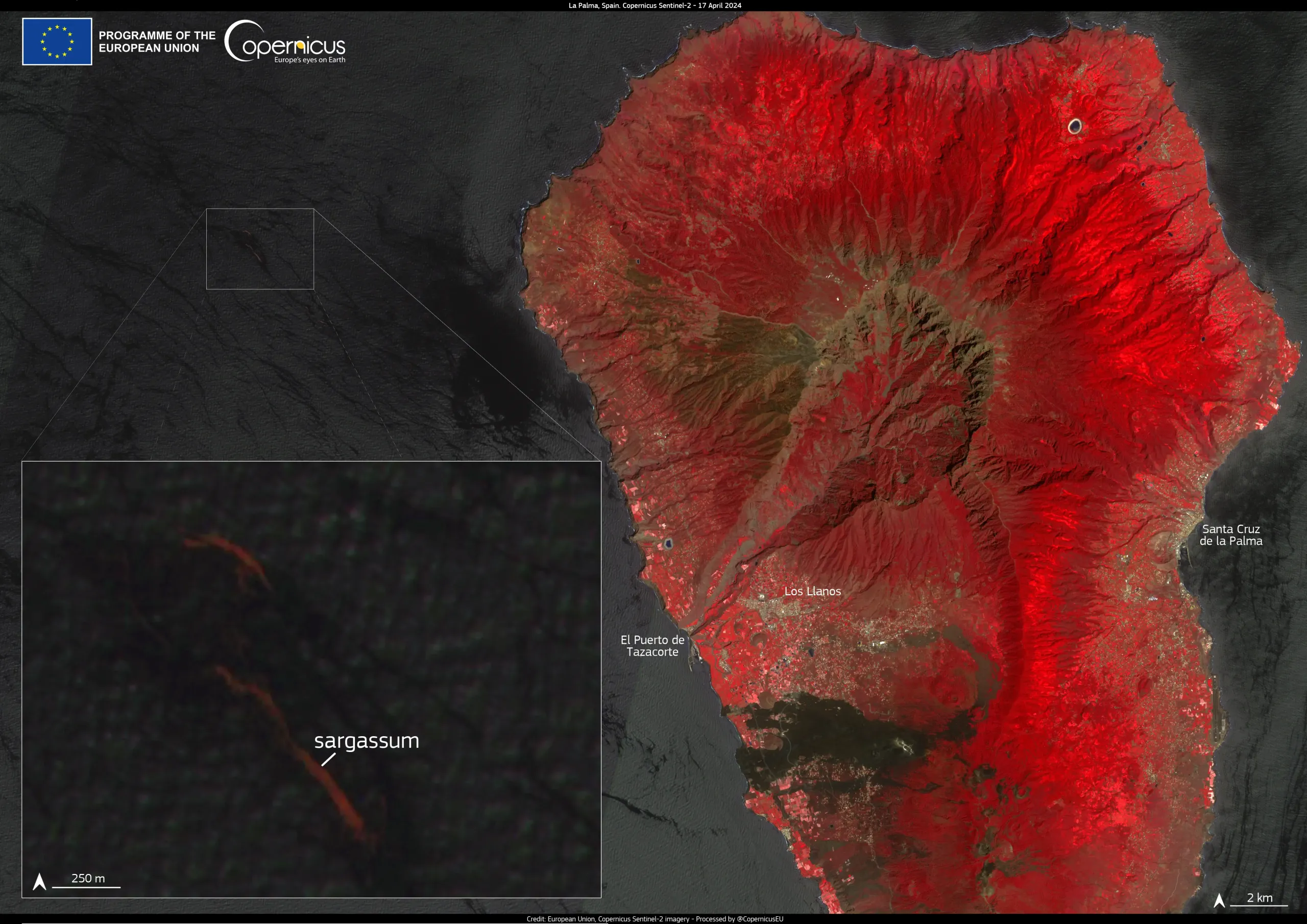 Sargassum along the coast of La Palma