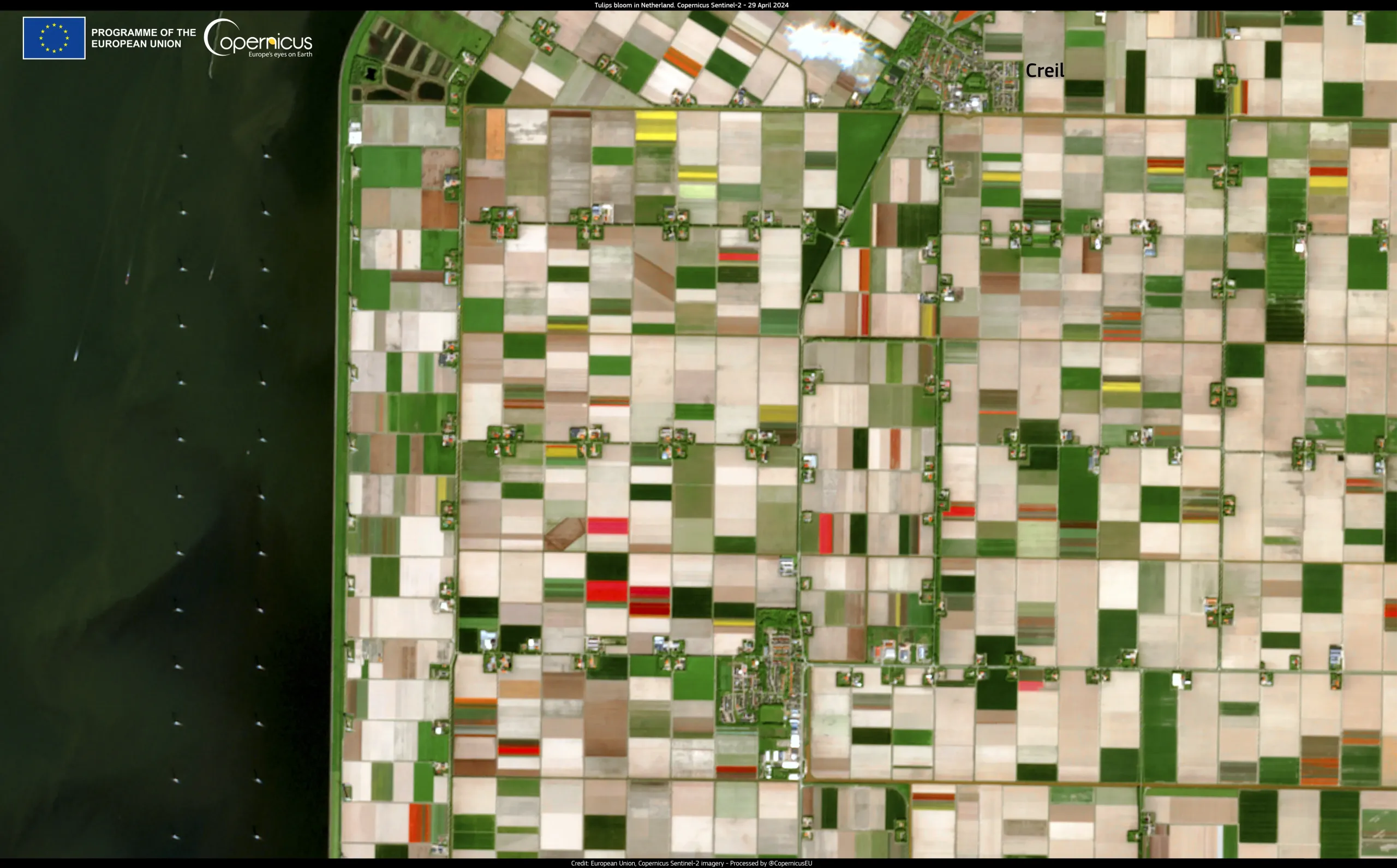 Tulips bloom in the Netherlands