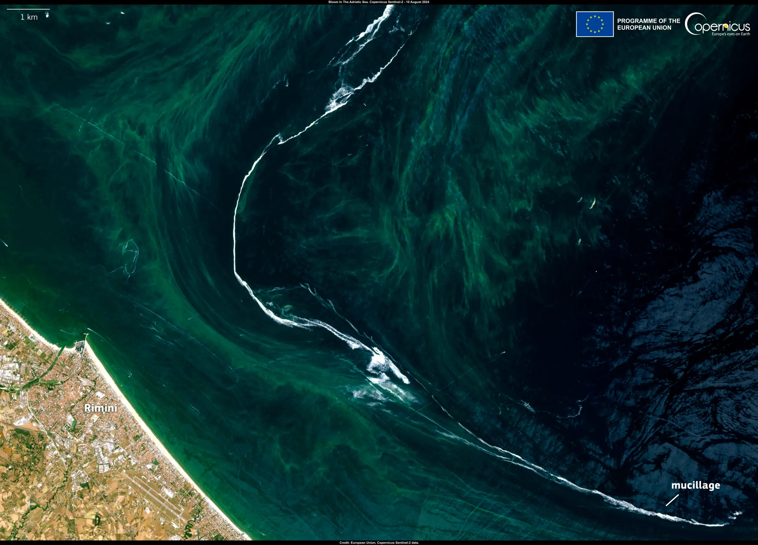 Phytoplankton bloom in the northern Adriatic Sea