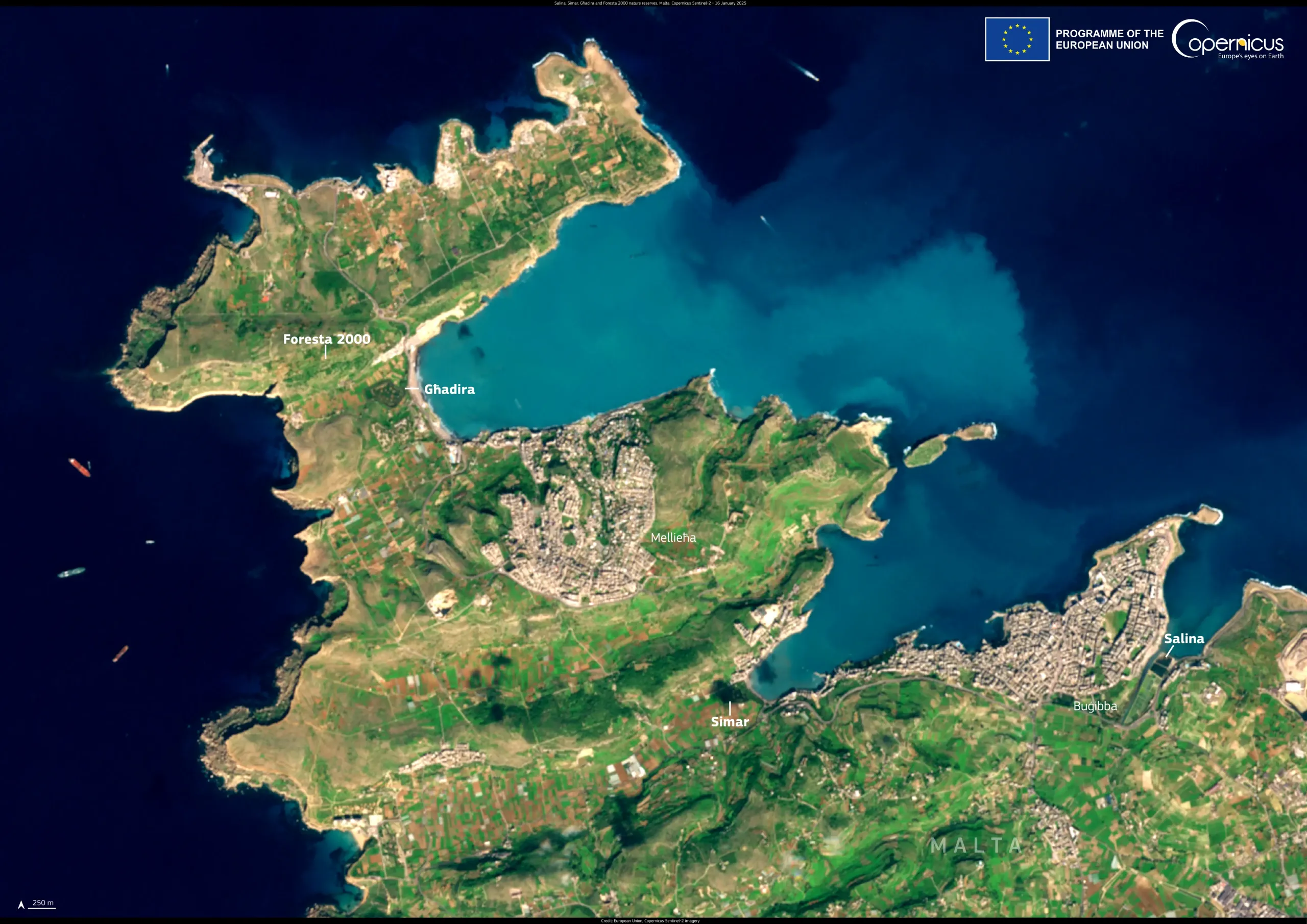 Protecting Malta’s birdlife