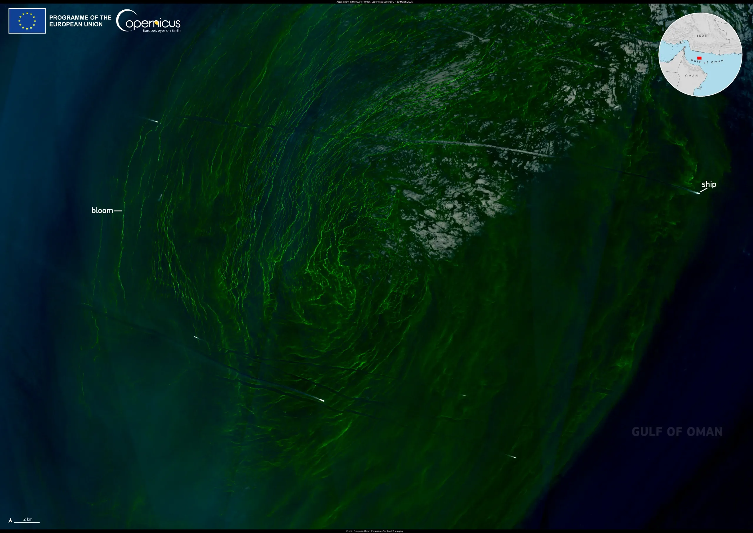 Algal bloom in the Gulf of Oman