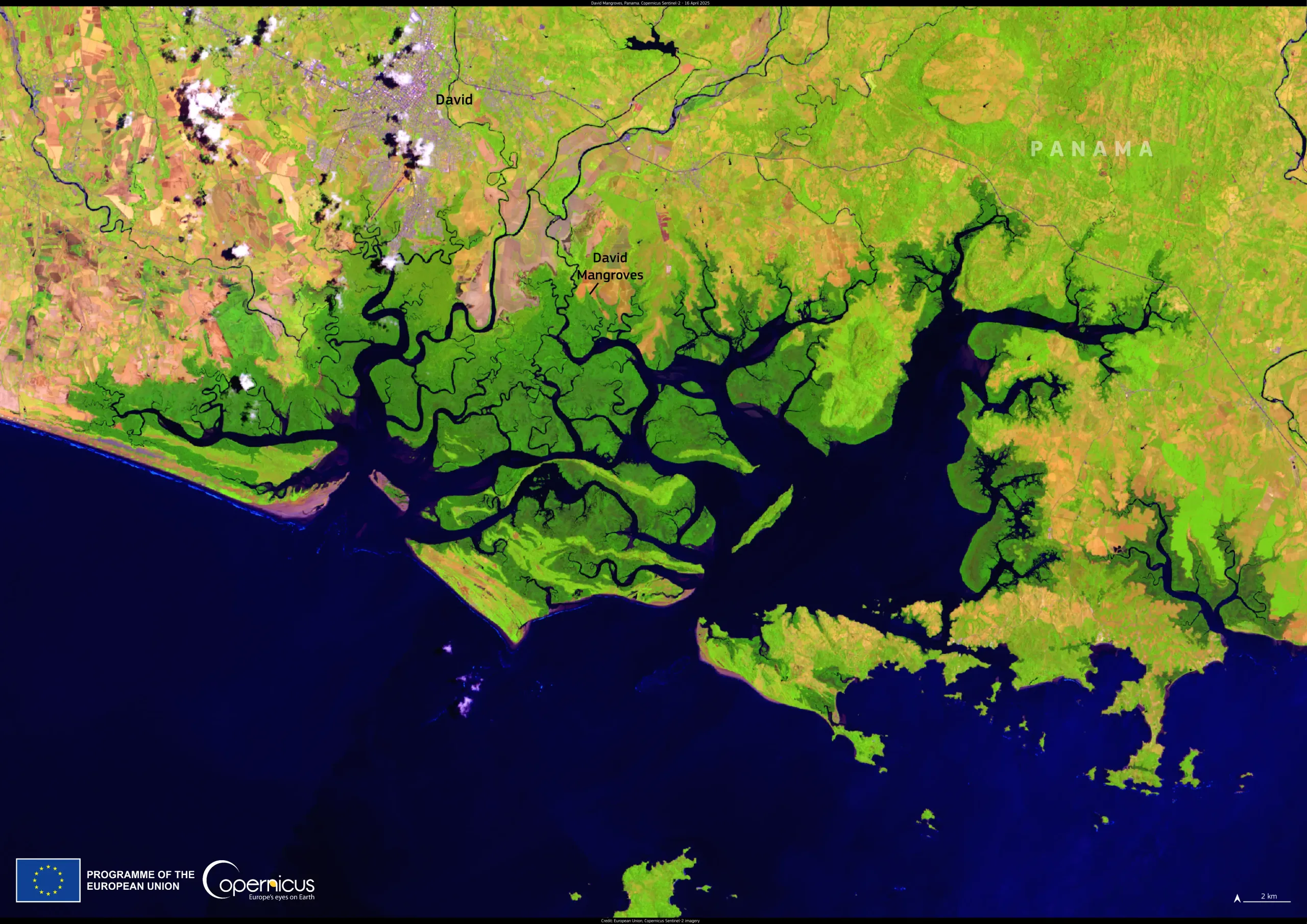 David mangroves, Panama