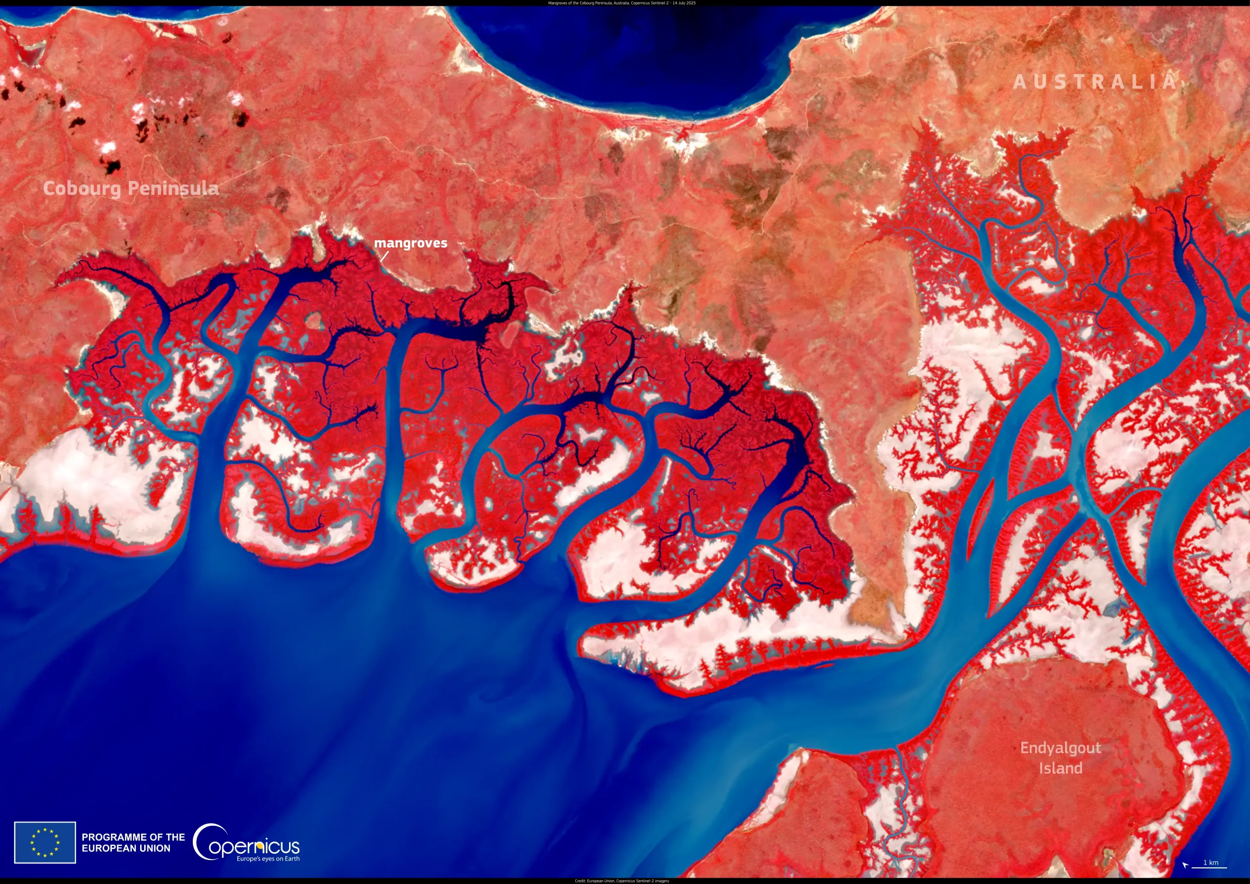 Mangroves on the Cobourg Peninsula in northern Australia
