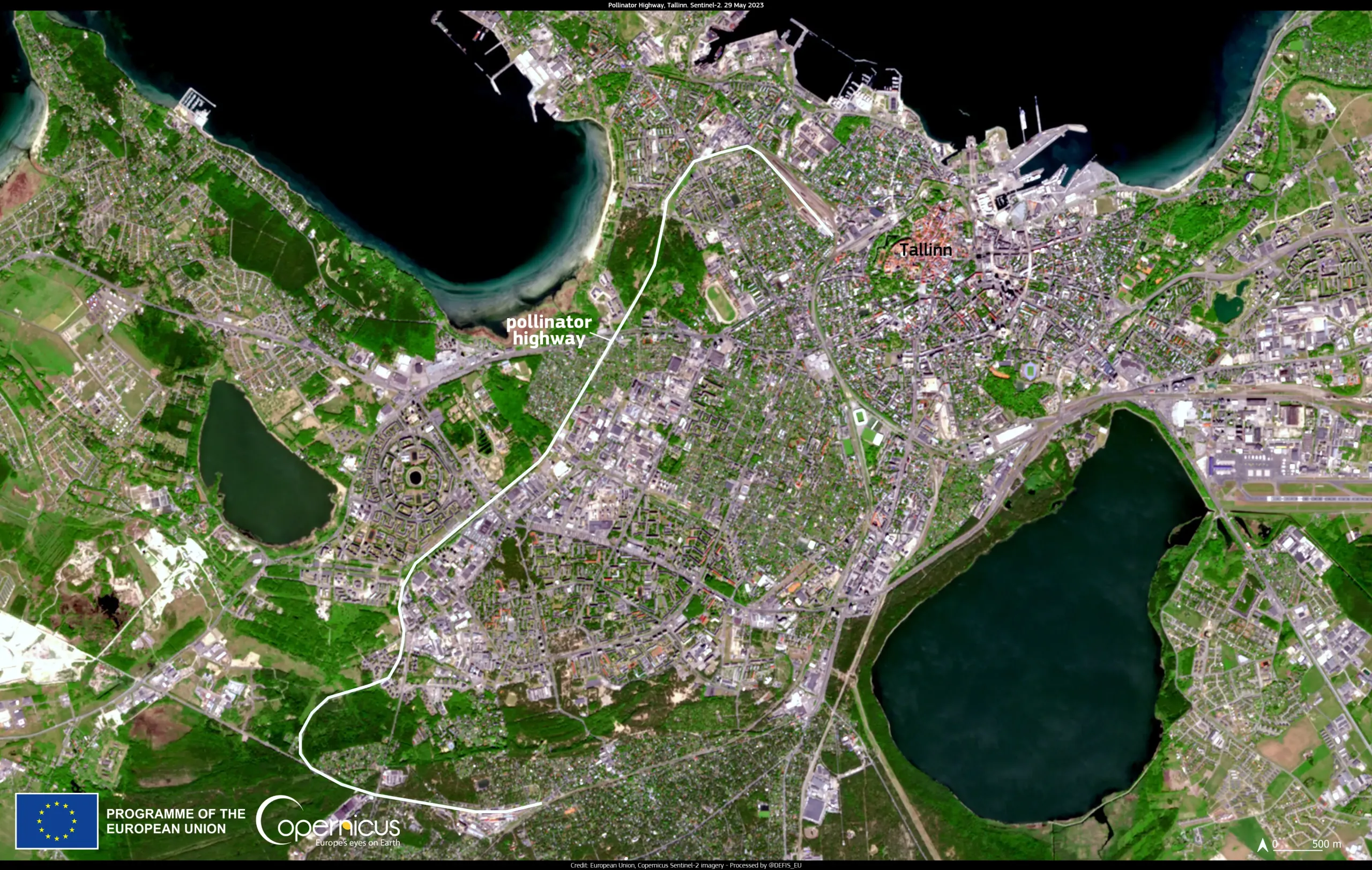 Tallinn’s pollinator highway