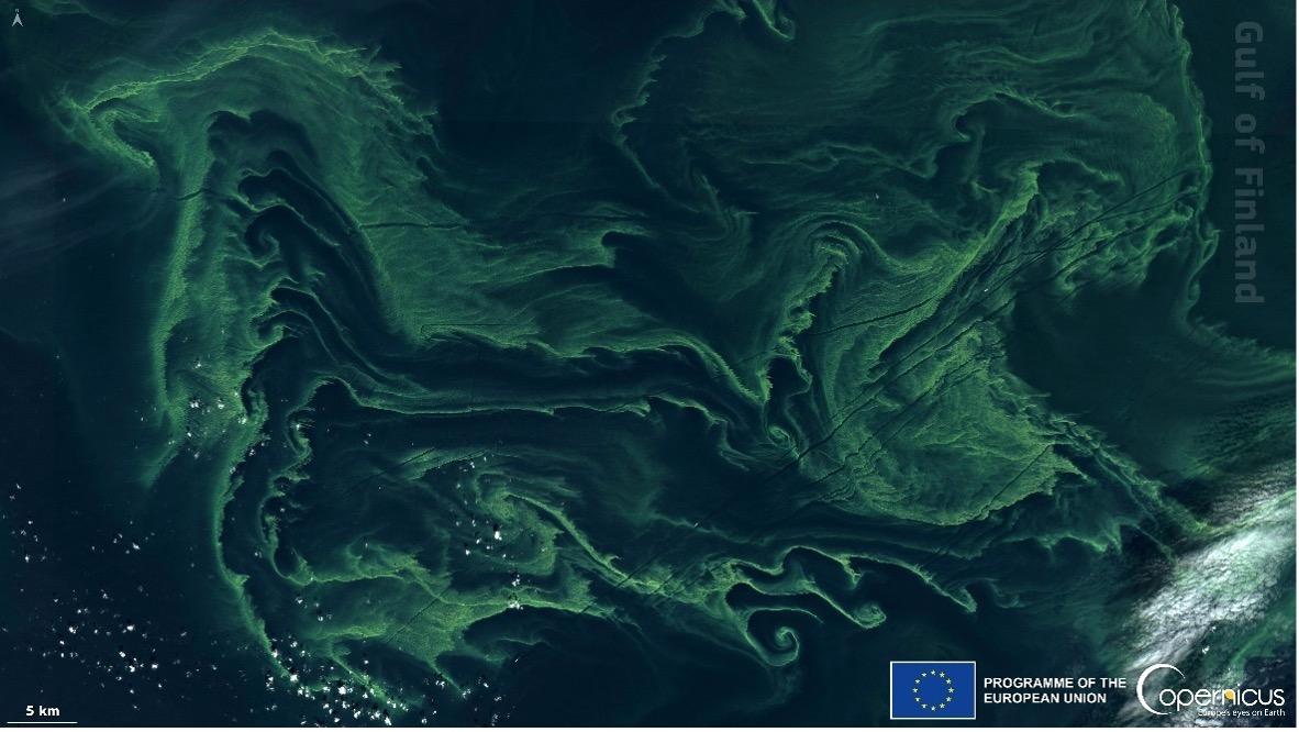 Satellite image displaying vibrant green algae across a water body, highlighting its extensive coverage and distribution.