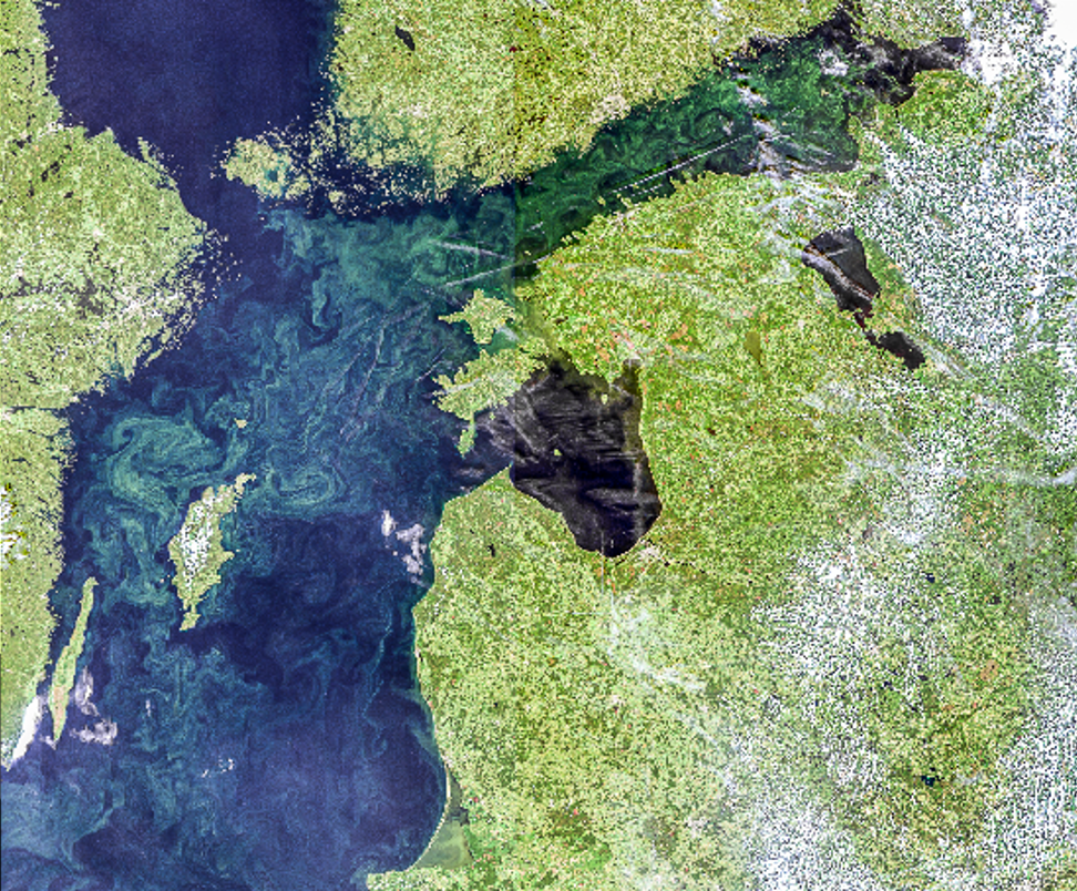 Image from Sentinel-3 showing algal blooms.